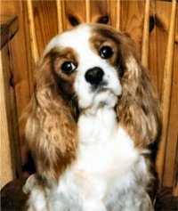 Sombur Adorable Amy