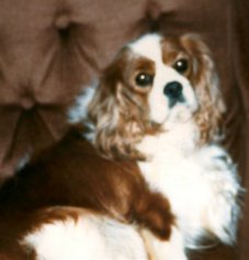 Ewecote Cenci