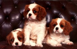 Muffity Puppies