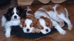 Muffity Cavaliers