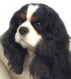 Click to visit Sebastian's page
